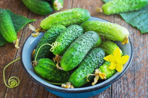 August 2023 Sees Slight Contraction in Cucumber and Gherkin Exports to $75M